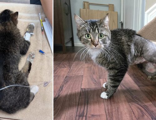 Tabby Cat Bitsy Discovered With 2 Extra Legs; Rescuers Pave a Way For Her New Pain Free Life