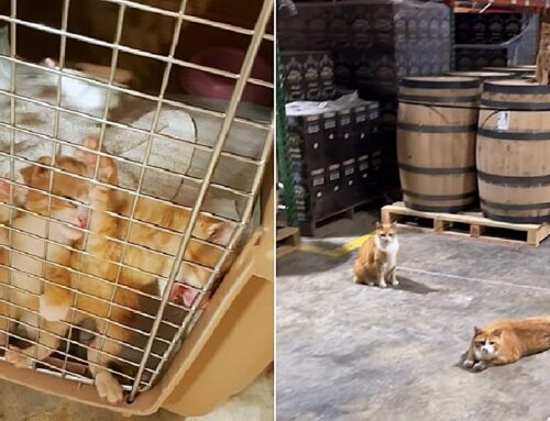 Girls Run this World! Women Owned Distillery Home to Four Female Ginger Cats