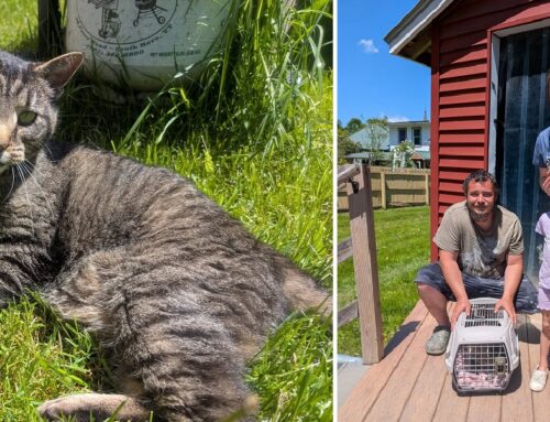 Surprise Reunion After Village Market Introduces One of Their Farm Cats on Social Media