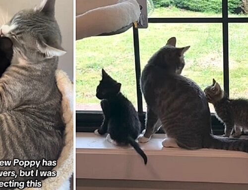 Foster Kittens Trade Hisses for Love From Resident Heartwarming Cat Poppy