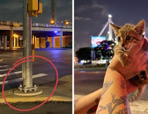 Rare Rescue of Kitten Found Stuck, Not Perched High Atop, but UNDER a Light Pole!