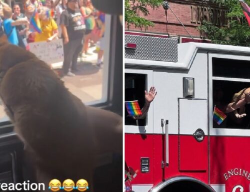 Selkirk the Cat Rides in Parade to the Delight of All