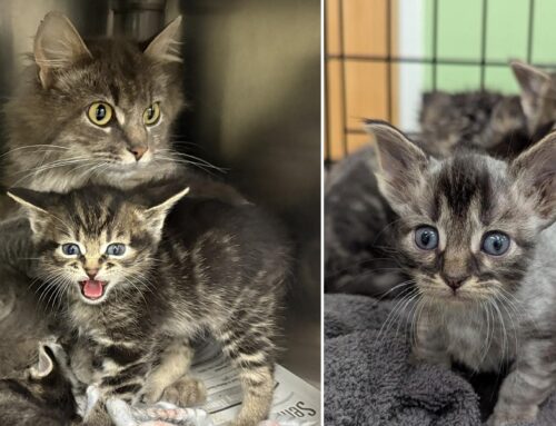 Fluffy Family Abandoned at Shelter Gate in the Rain Find Hope and a New Sibling