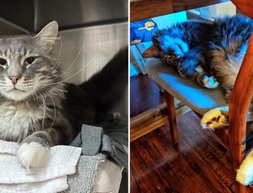 Adopted Cat ‘Art’ Rescued From Wildfire Returned For Being Too Needy; Quickly Adopted Out Again