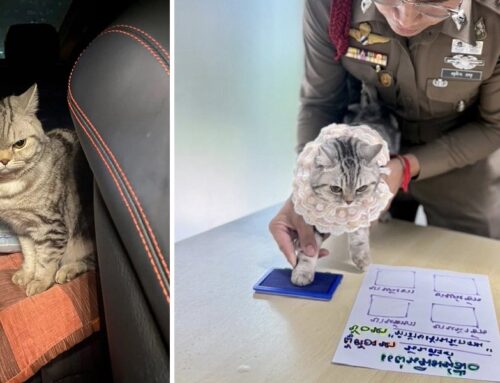 Cat Arrested in Bangkok; PURRpretator Remains Defiant in Custody Attacking Several “Non-Pawfficers”