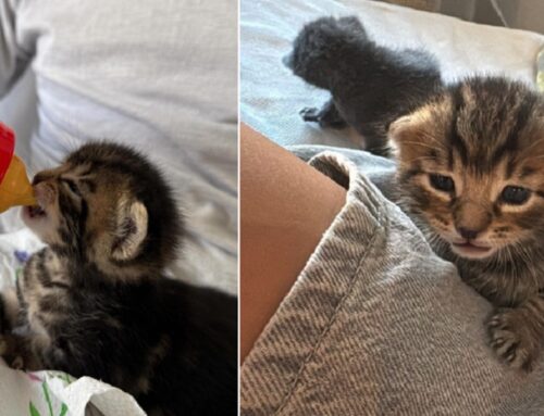 He Has No Cat, But When Kittens Were Discovered in a Man’s Closet, What He & Friends Did Next was Amazing