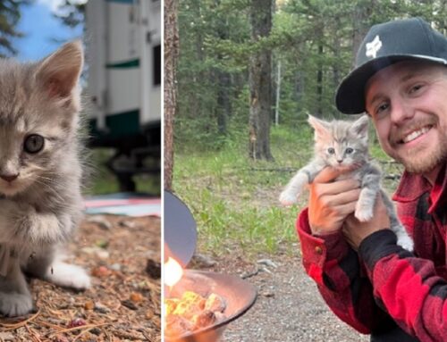 Couple Begins Camping Trip With a New Furry Family Member