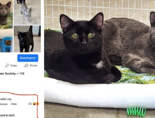 Blind Bonded Cat Brothers Matt and Murdock Adopted Together – By Man Named Matt Murdoch!
