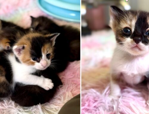 The Finding Nemo Litter Just Keep Growing….Just Keep Growing