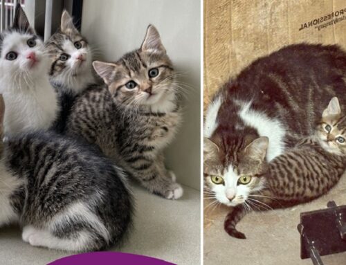 Nottingham Forest’s Stadium Hosts Adorable Family of Felines Looking For a New Purrmanent Club