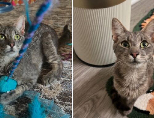 Deaf Cat Named Pistachio Chooses Couple Walking Their Cats to Rescue Him