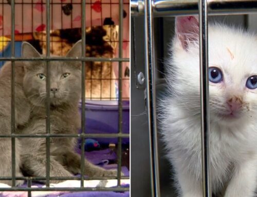 53 Cats of All Ages Rescued From ONE RV After Owner Passes Away
