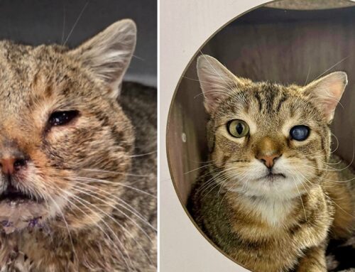 Hit By a Car and Left For Dead, Now Friend is Healing With Love From Rescuers