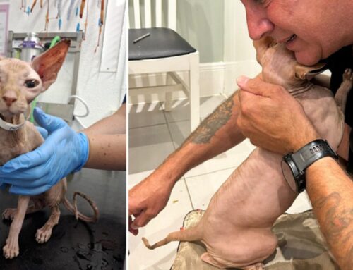 From Abandoned to Adored, Seven Sphynx Cats Rescued From Squalor