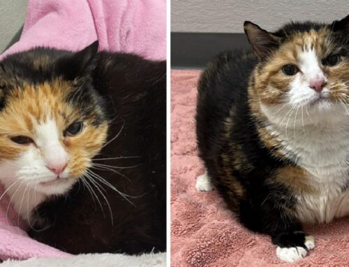 Thirteen Year Old Cat Named Spoona Needs a Home With a Special Soul ‘Soona’ Rather than Later.