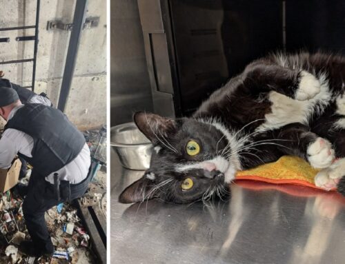 Cat Rescued From Elevator Shaft Looking Up Towards a Better Future