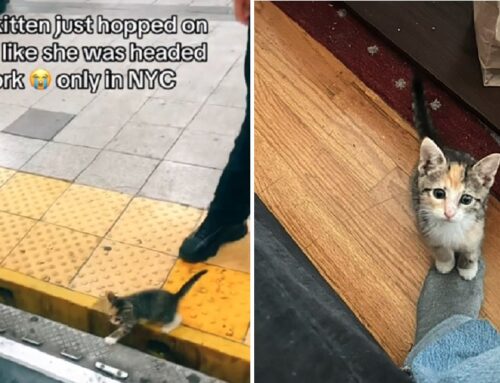 Kitten Rides the Subway to Her Furever Home; Now the Internet is Helping Her New Family Spoil Her