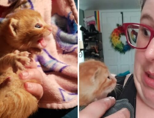 Fate Tests Cat Rescuer After She Takes a Bottle Baby Class: By Bringing a Month Old Ginger Kitten Into Her Life a Week Later