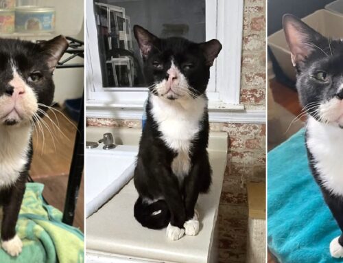 Group of Young Adults Caught Facetiming Friends to Laugh at “Ugly Cat” at Adoption Center