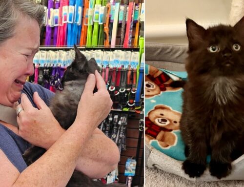 Kitten Stolen From Adoption Event Returned to the Scene of the Crime