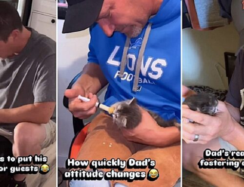 Frequently Tapped to Help Foster Cats, This Man May Complain But There’s No Denying He’s a True Cat Dad at Heart
