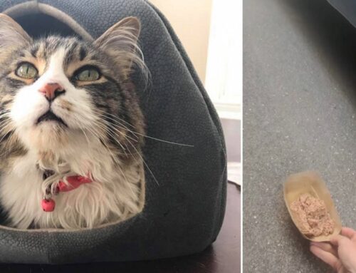 Cat Dubbed “Mr. Worldwide” Found Under Amazon Truck Has Travelled All Over the Globe; SO Ready For a Purrmanent Home!