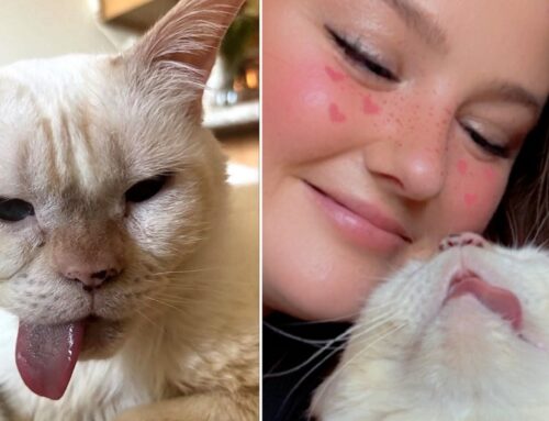 She Went to Adopt a Kitten and Came Home With a 14-Year-Old Toothless Cat Named Gumbo.