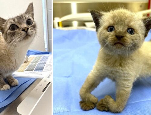 Little Guppy Born With Deformed Legs; Now He & His Overbred Mama Are Getting The Care They Deserve