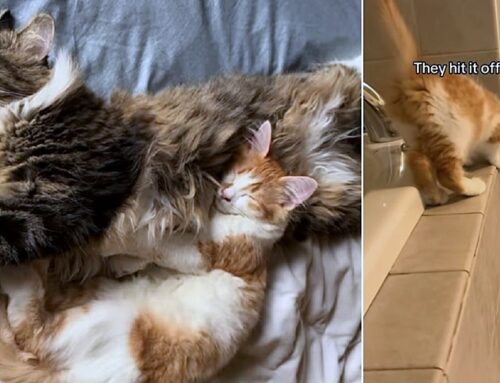 Stray Cat ‘Menace’ Meets His Match In Tiny Kitten ‘Dakota’ and They Instantly Become Best Friends