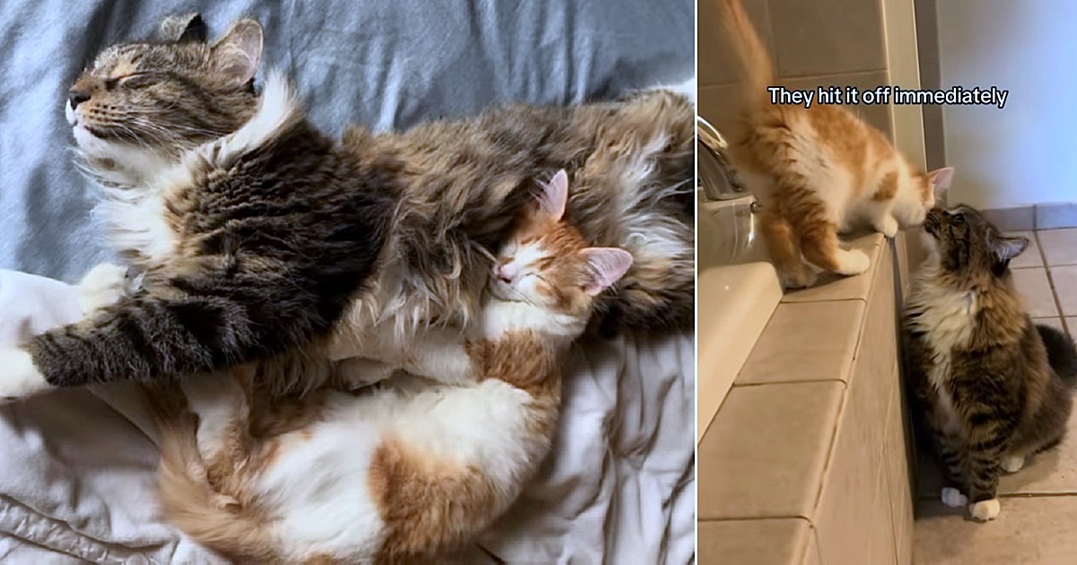 Stray Cat 'Menace' Meets His Match In Tiny Kitten 'Dakota' and