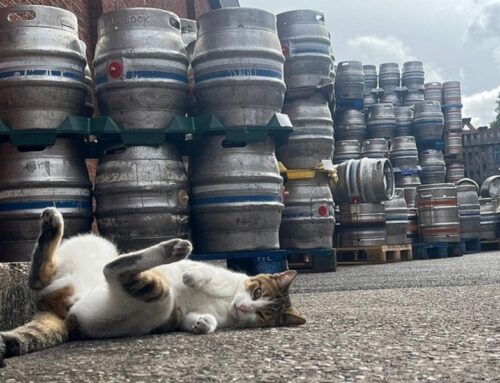 Peanut the Cat Goes Bar Hopping…Again! 30 Miles From Home, He Can’t Deny Returning to His Favorite Hangout