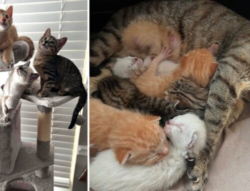 When a Woman Found a New Family of Seven Cats, She Decided To Keep Them ALL!