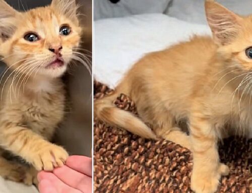 Winder Was Thrown From a Moving Car and Broke her Pelvis, But Love Has Helped This Sweet Polydactyl Kitten Heal