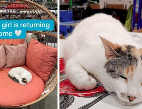 Celebrating Francine the Lowe’s Cat Finally Returning to Store After Action is Demanded in Locating the Lost Local Star
