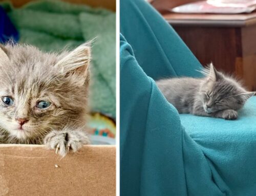 Man Discovers Kitten on Shoulder of Highway and Picks Up the Mini Hitchhiker, Welcoming Her Into His Home Permanently