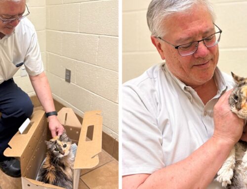 Cat Missing For 15 YEARS Reunited With Her Humans and Even Her Cat Sibling!