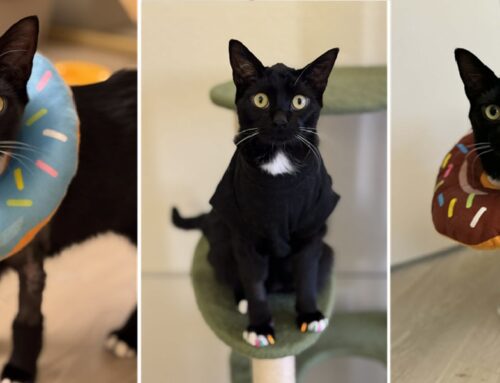 Sweet Cat Benny Diagnosed With Ehlers-Danlos Syndrome Saved From Euthanasia After Owners Refused Treatment