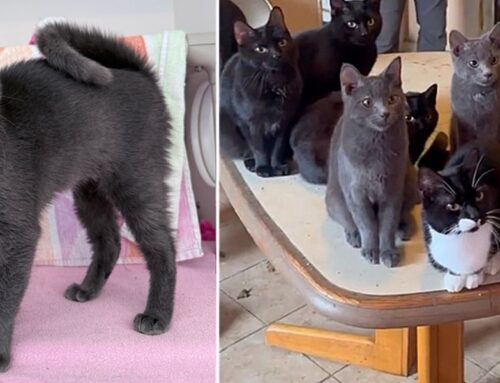 Woman Found Murdered in Rhode Island Left Behind 50 Cats; Now Rescued and Healing, They’re Ready to Find New Homes