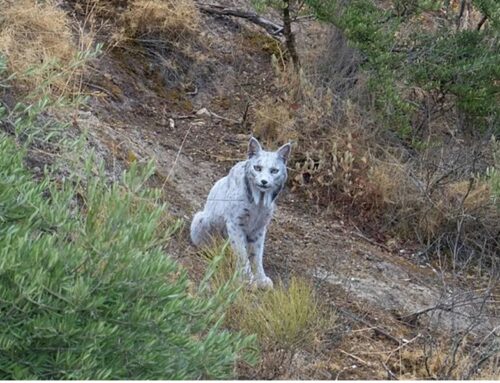 One of a Kind Iberian Lynx Photographed in Spain Has the Animal Conservation Community Elated