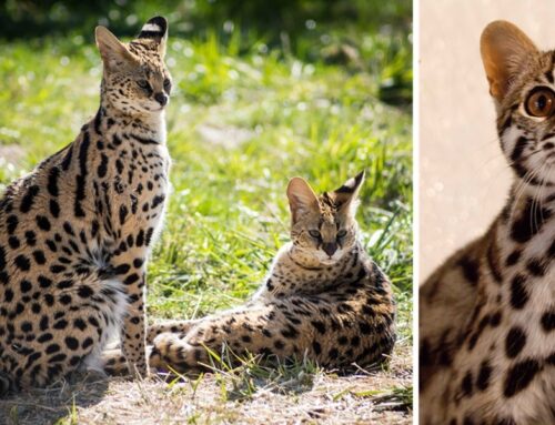 Asian Leopard Cats Find Safe Home and New Friends at The Wildcat Sanctuary