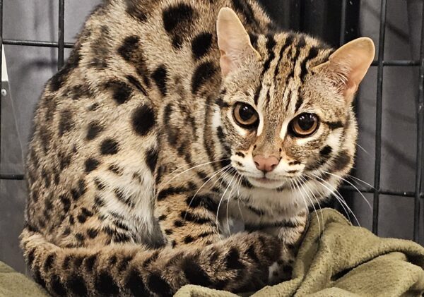 Eve the Asian leopard cat sitting on a blanket in her enclosure. She looks wary and not interested in being messed with.
