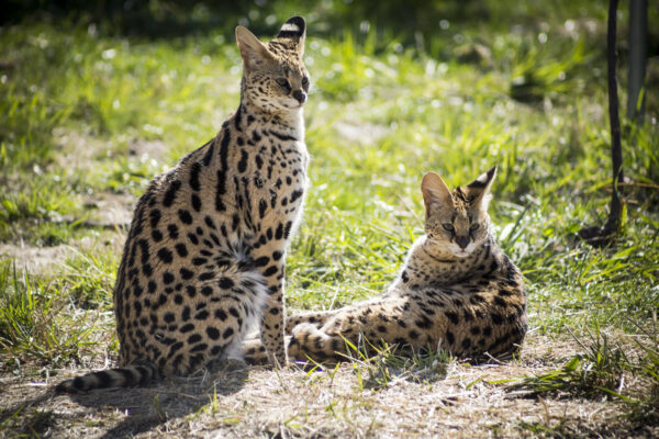 Two servals hang out in a grassy yard, one sitting and one standing.