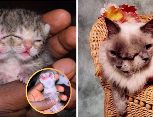 Another Rare Two Faced “Janus” Kitten Born