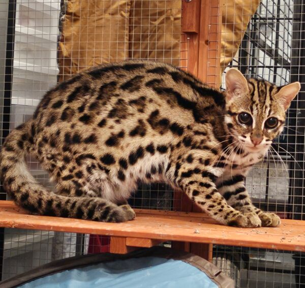 Penelope the Asian leopard cat siting on a wooden bench in her enclosure. Looking a little scared of the person taking her picture.