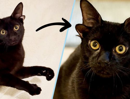 Meet Dobby the Black Kitten Born with Four Ears!
