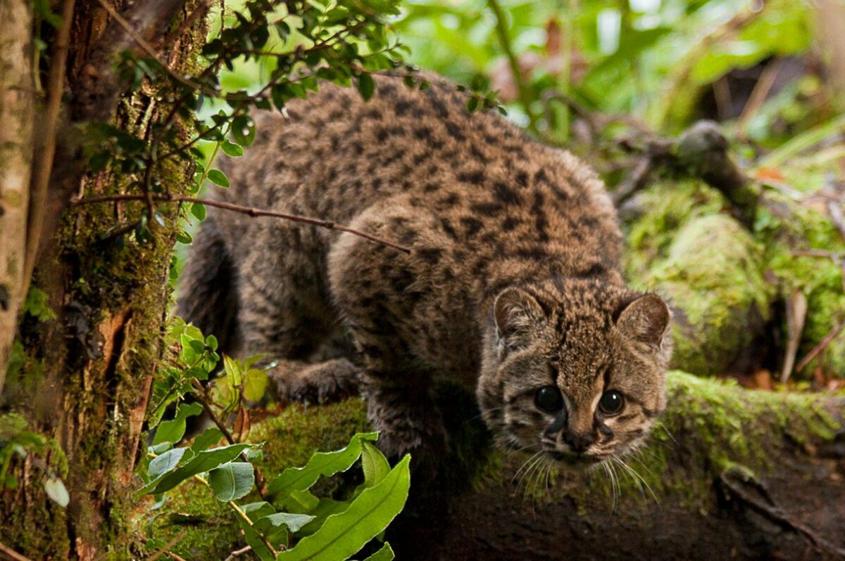 Rare Melanistic Kodkod Spotted Cole Marmalade rare-melanistic-kodkod-spotted-cole-marmalade