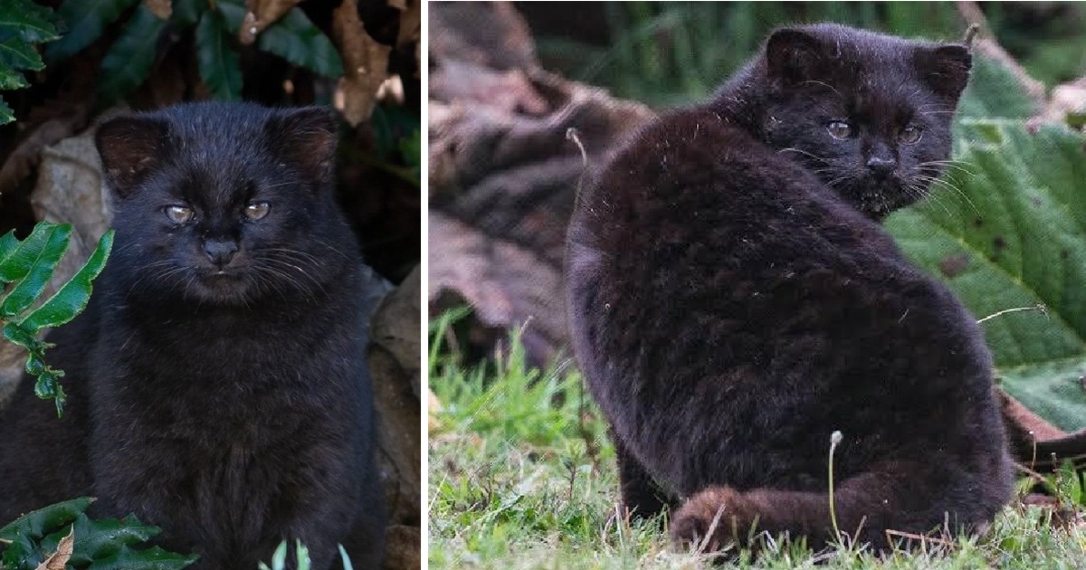 katzen kratzbaum gnstig Stabiler 193 cm Kratzbaum fr groe Katzen  Hochwertige Katzenmbel