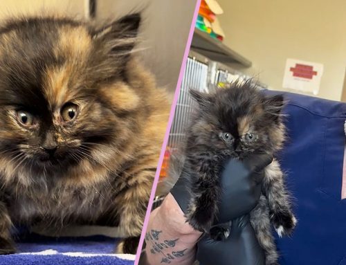 Vet Shocked By Tortie Kitten Who’s Puffed Up Like a Balloon!