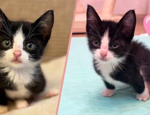 Overcomer Kitty Lieutenant Dan Can’t Use Her Back Legs But Rises To Every Challenge
