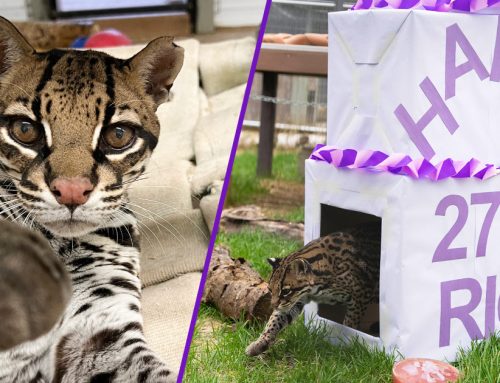 AMEOWzing! Rio the Ocelot Celebrates Her 27th Birthday